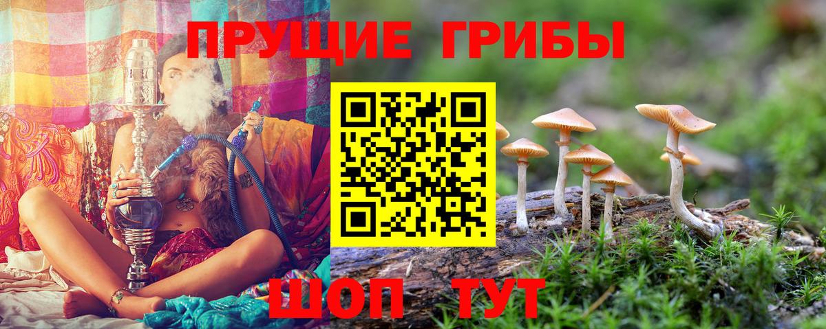 Псилоцибиновые грибы прущие грибы Кингисепп